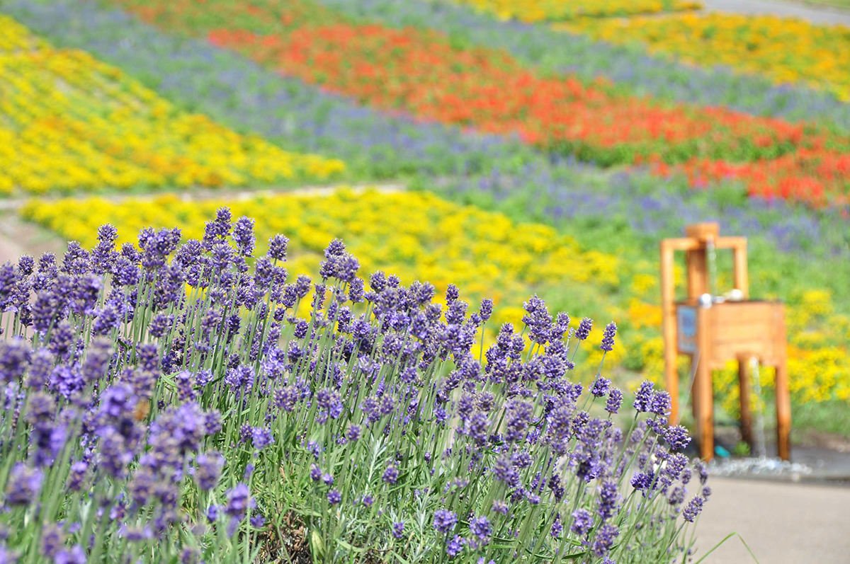 🏂 탐바라 스키 파크(たんばらスキーパーク) 이미지 4